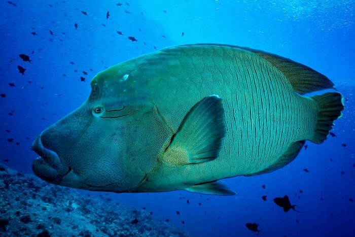 45 Wild Animal Pics That Make You Go Whoa, Nature Is Crazy Cool