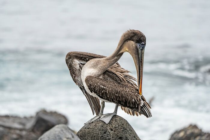 45 Wild Animal Pics That Make You Go Whoa, Nature Is Crazy Cool