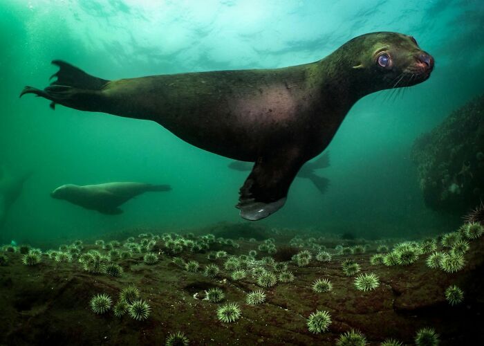 45 Wild Animal Pics That Make You Go Whoa, Nature Is Crazy Cool