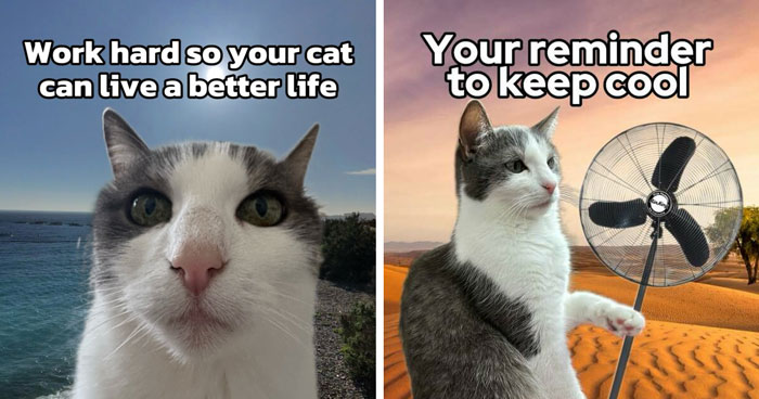 These 3 Cats Are Meme Legends and Here’s Why You’ll Love ‘Em