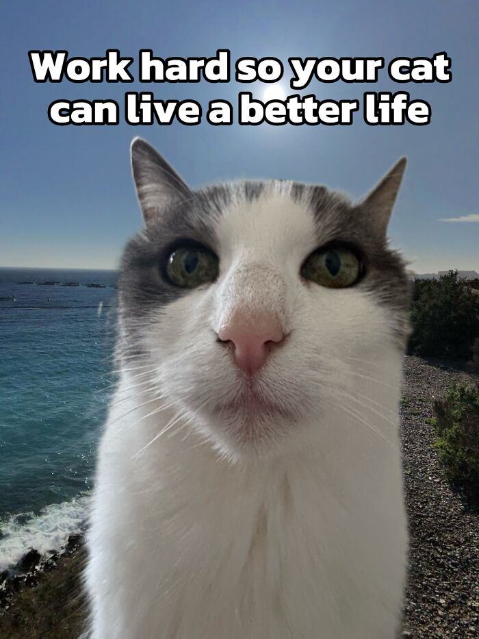 These 3 Cats Are Meme Legends and Here's Why You'll Love 'Em