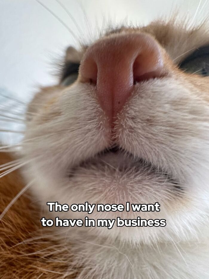 These 3 Cats Are Meme Legends and Here's Why You'll Love 'Em