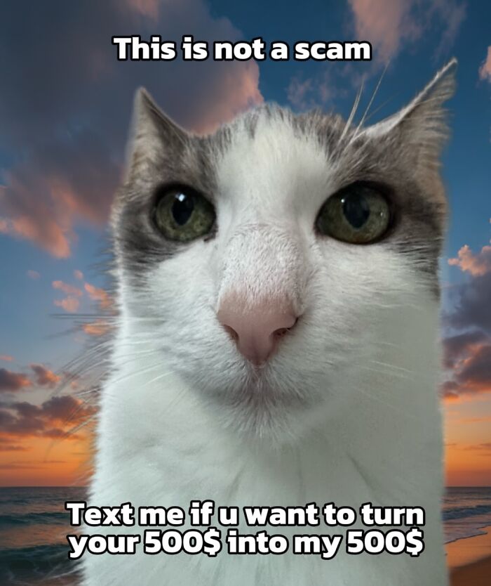 These 3 Cats Are Meme Legends and Here's Why You'll Love 'Em