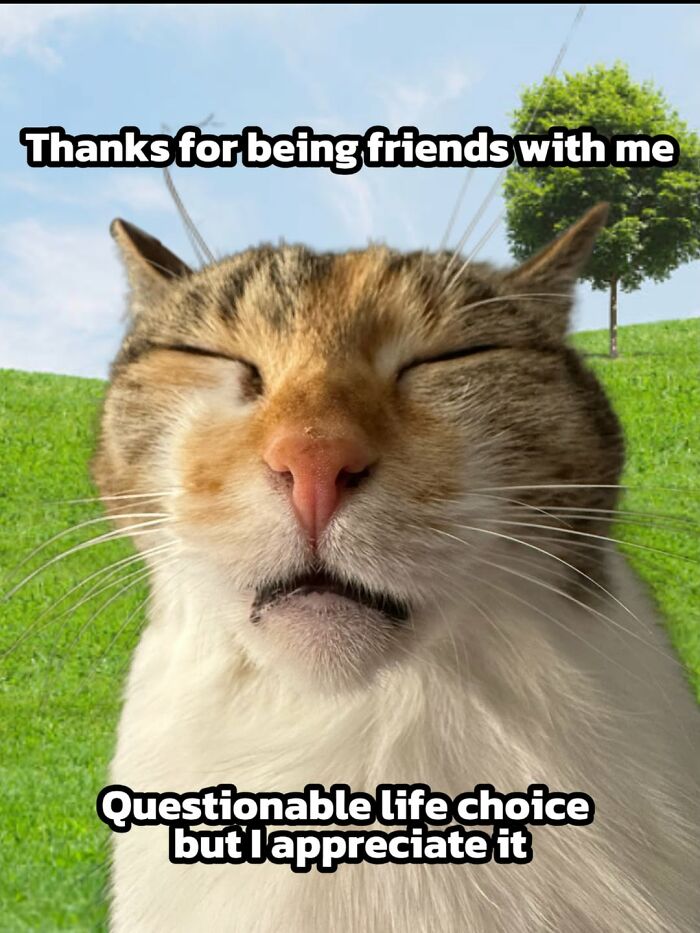 These 3 Cats Are Meme Legends and Here's Why You'll Love 'Em