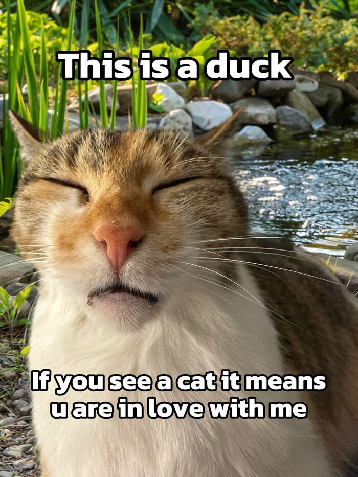 These 3 Cats Are Meme Legends and Here's Why You'll Love 'Em