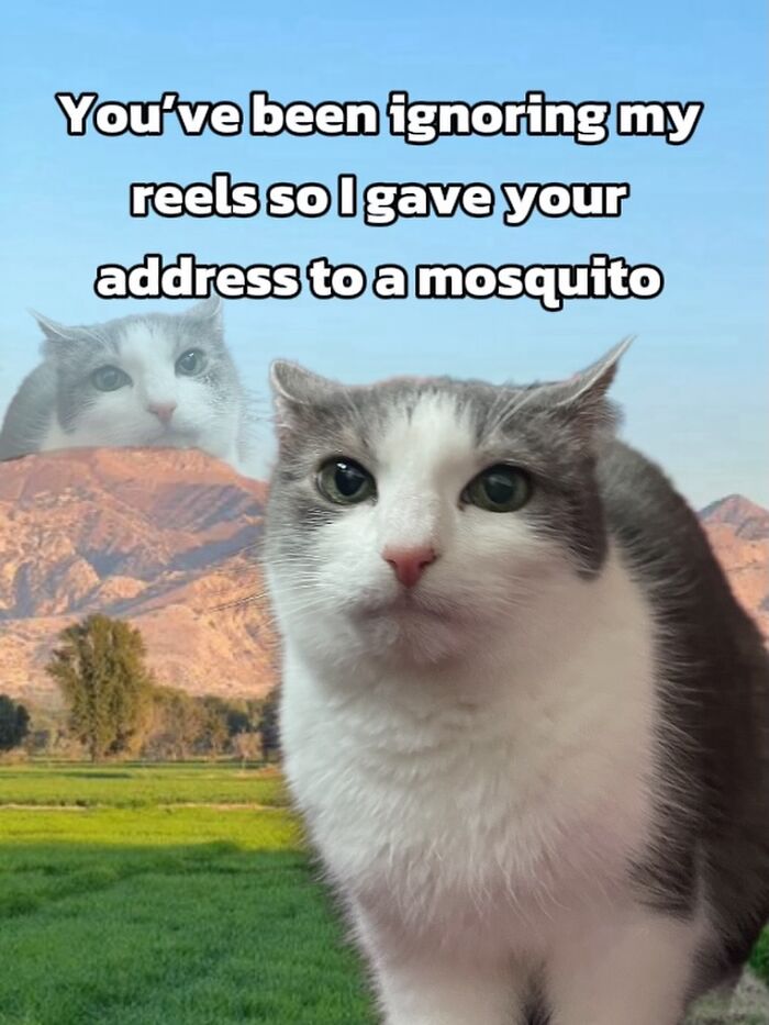 These 3 Cats Are Meme Legends and Here's Why You'll Love 'Em