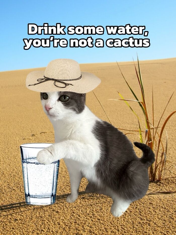 These 3 Cats Are Meme Legends and Here's Why You'll Love 'Em