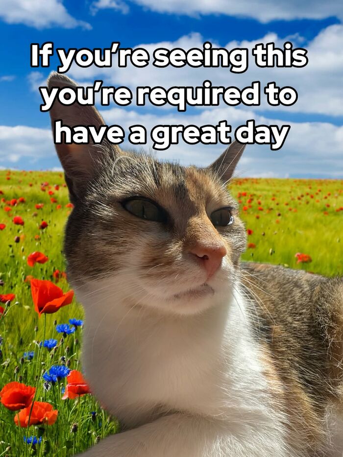 These 3 Cats Are Meme Legends and Here's Why You'll Love 'Em