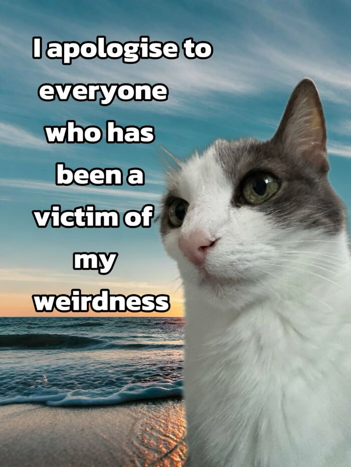 These 3 Cats Are Meme Legends and Here's Why You'll Love 'Em