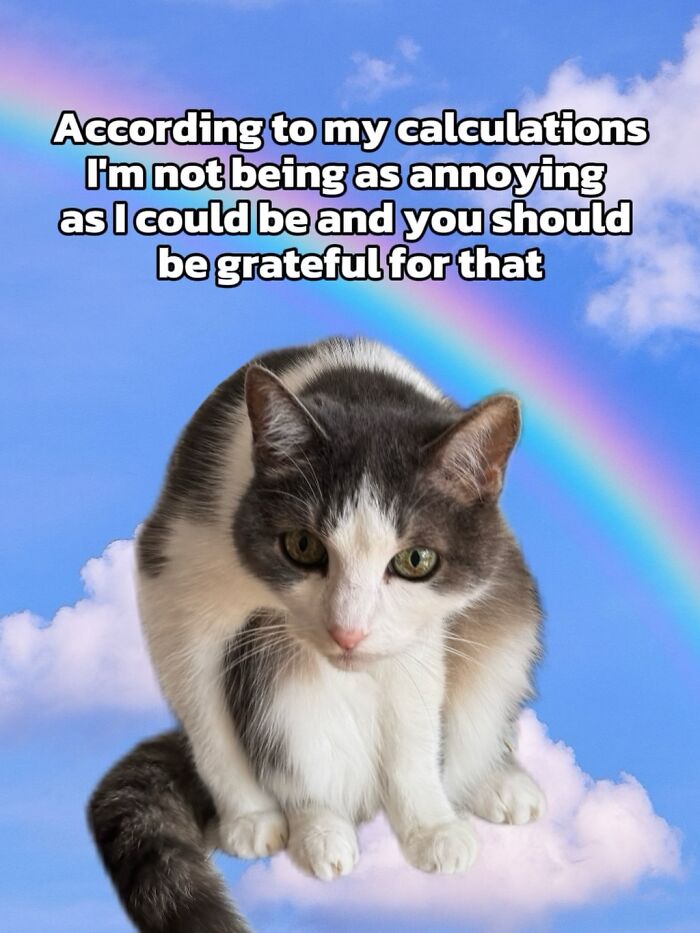 These 3 Cats Are Meme Legends and Here's Why You'll Love 'Em
