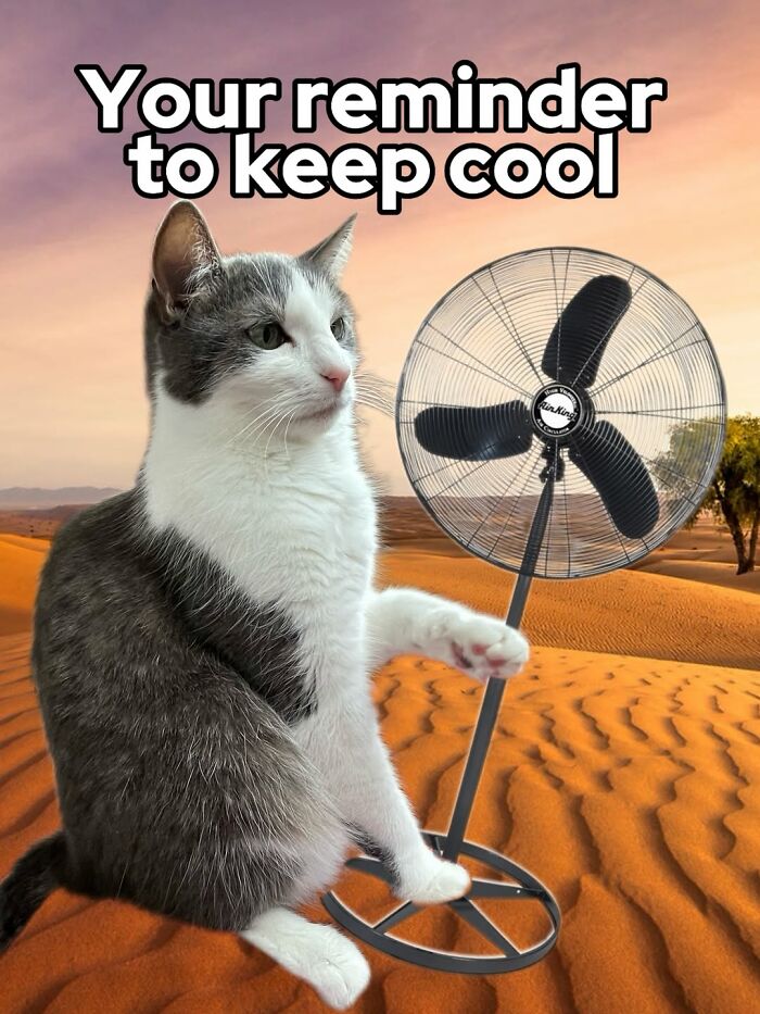 These 3 Cats Are Meme Legends and Here's Why You'll Love 'Em