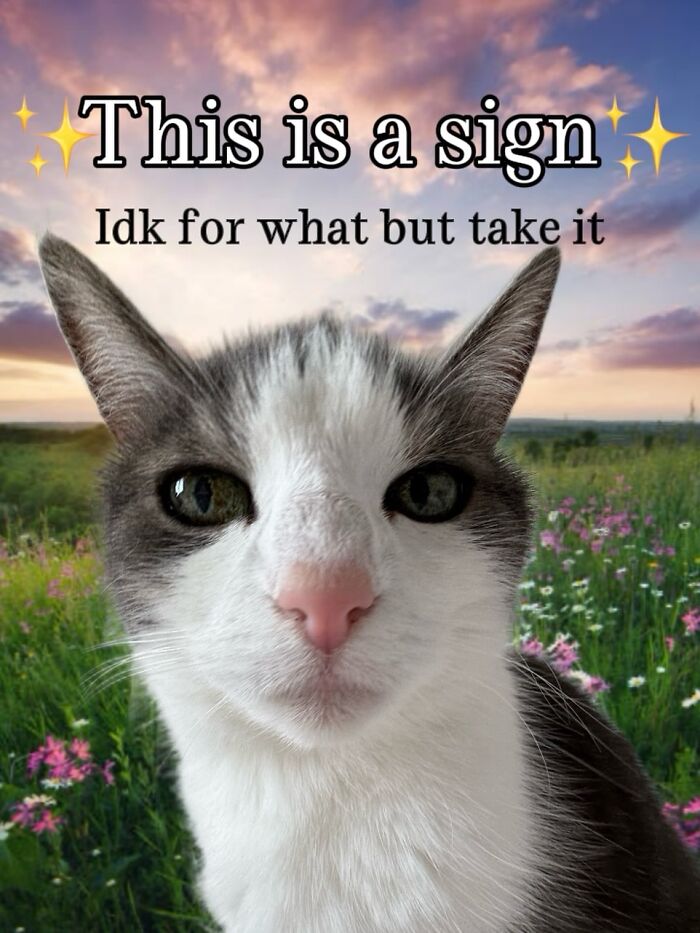 These 3 Cats Are Meme Legends and Here's Why You'll Love 'Em