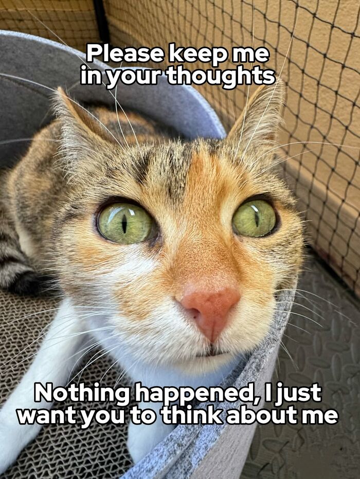 These 3 Cats Are Meme Legends and Here's Why You'll Love 'Em