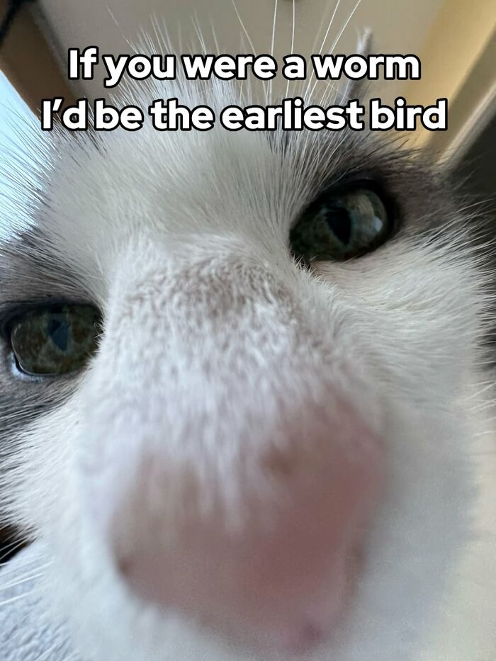 These 3 Cats Are Meme Legends and Here's Why You'll Love 'Em
