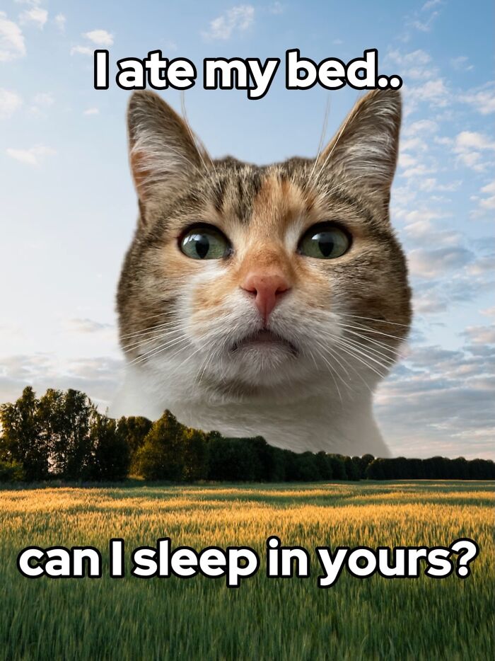 These 3 Cats Are Meme Legends and Here's Why You'll Love 'Em