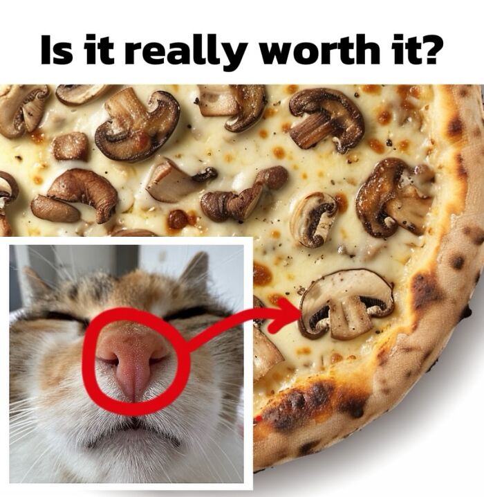 These 3 Cats Are Meme Legends and Here's Why You'll Love 'Em