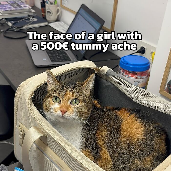 These 3 Cats Are Meme Legends and Here's Why You'll Love 'Em