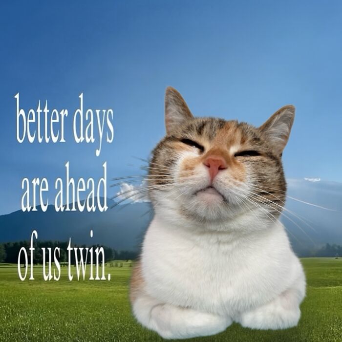 These 3 Cats Are Meme Legends and Here's Why You'll Love 'Em