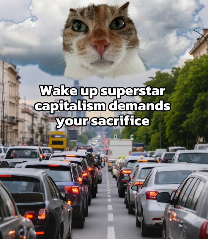 These 3 Cats Are Meme Legends and Here's Why You'll Love 'Em