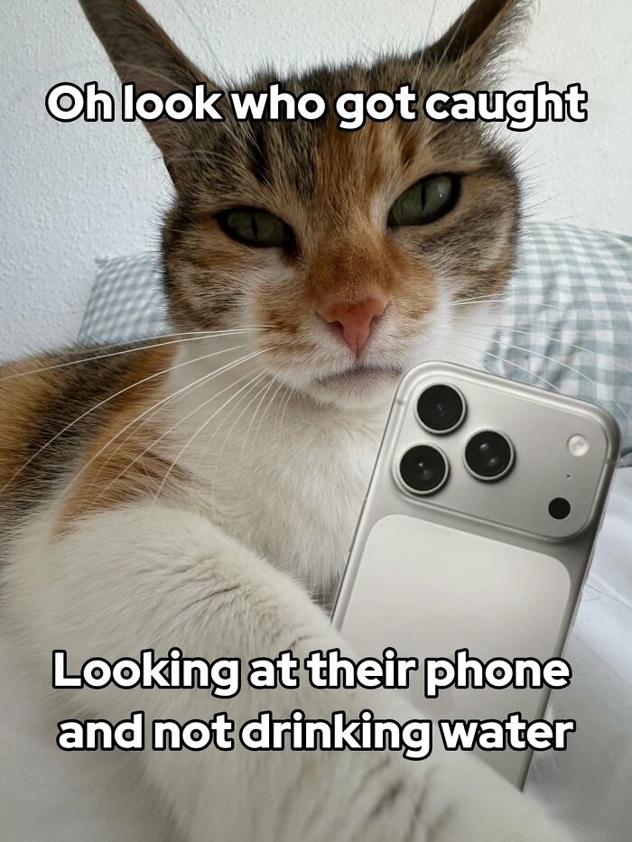 These 3 Cats Are Meme Legends and Here's Why You'll Love 'Em