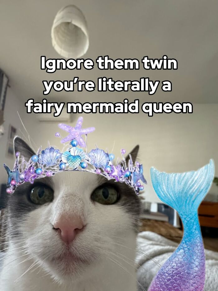 These 3 Cats Are Meme Legends and Here's Why You'll Love 'Em