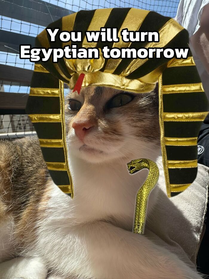 These 3 Cats Are Meme Legends and Here's Why You'll Love 'Em
