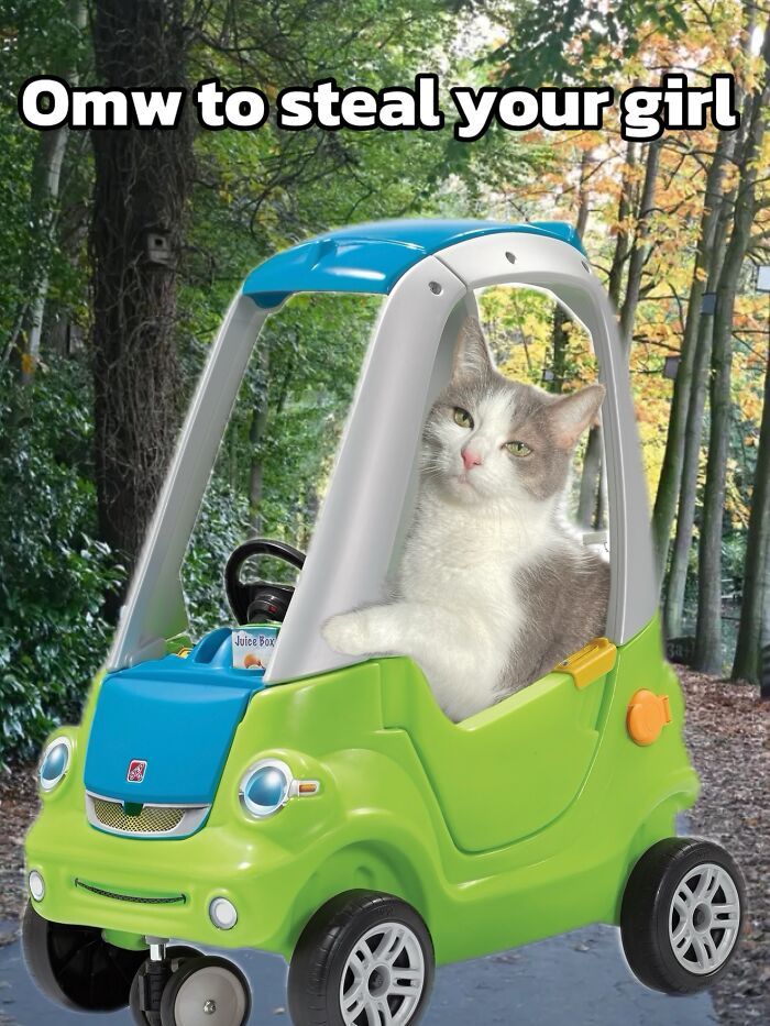 These 3 Cats Are Meme Legends and Here's Why You'll Love 'Em