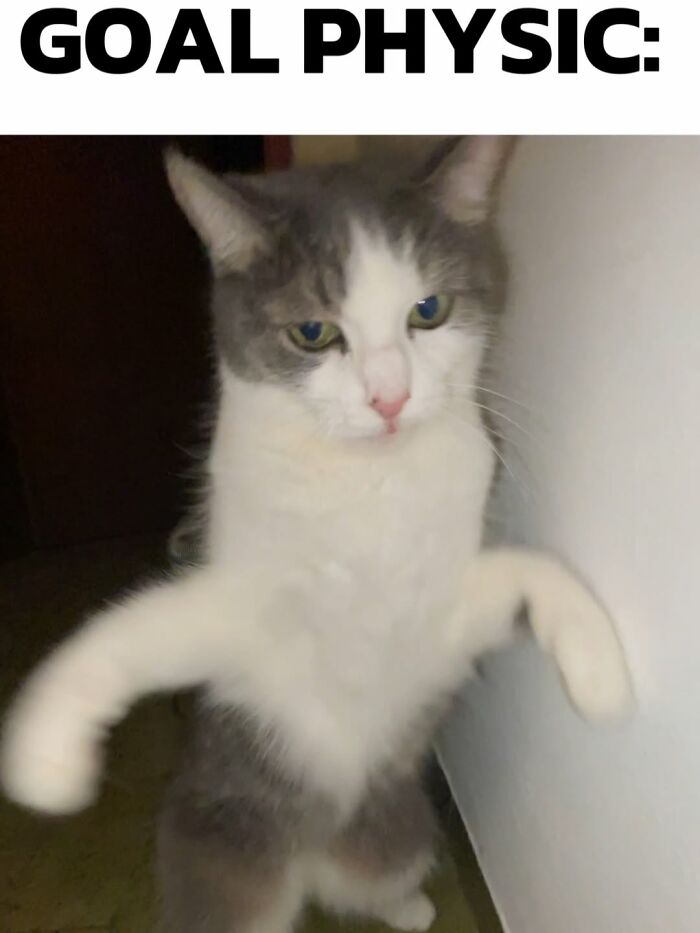 These 3 Cats Are Meme Legends and Here's Why You'll Love 'Em