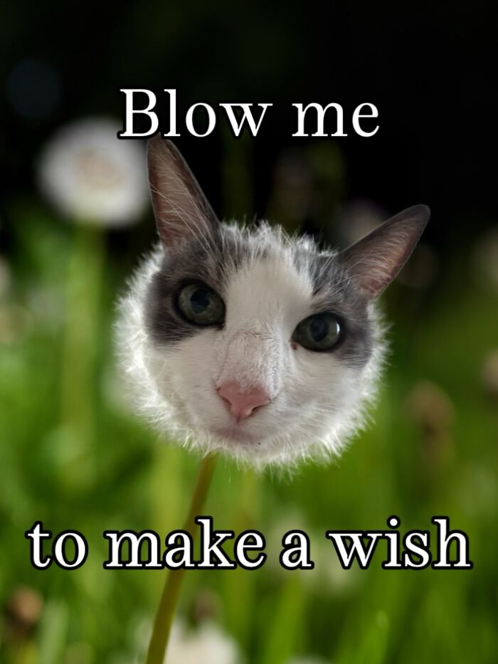 These 3 Cats Are Meme Legends and Here's Why You'll Love 'Em