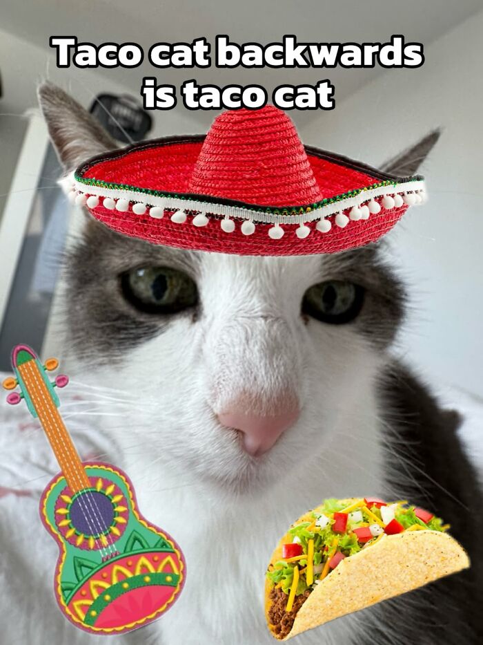 These 3 Cats Are Meme Legends and Here's Why You'll Love 'Em