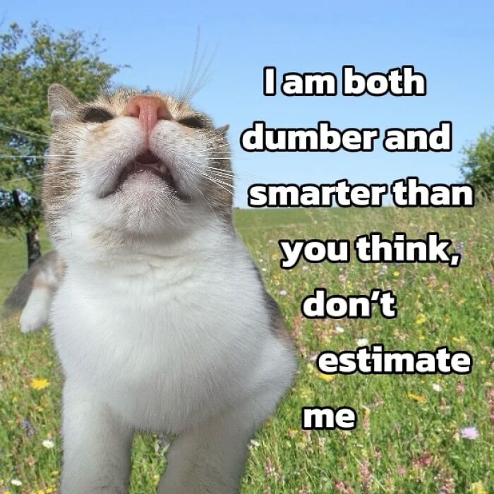 These 3 Cats Are Meme Legends and Here's Why You'll Love 'Em