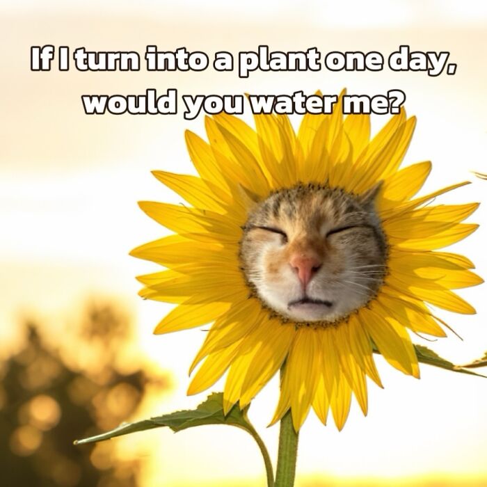 These 3 Cats Are Meme Legends and Here's Why You'll Love 'Em