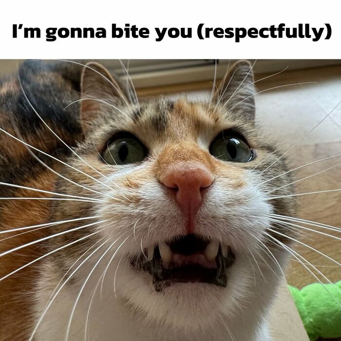 These 3 Cats Are Meme Legends and Here's Why You'll Love 'Em