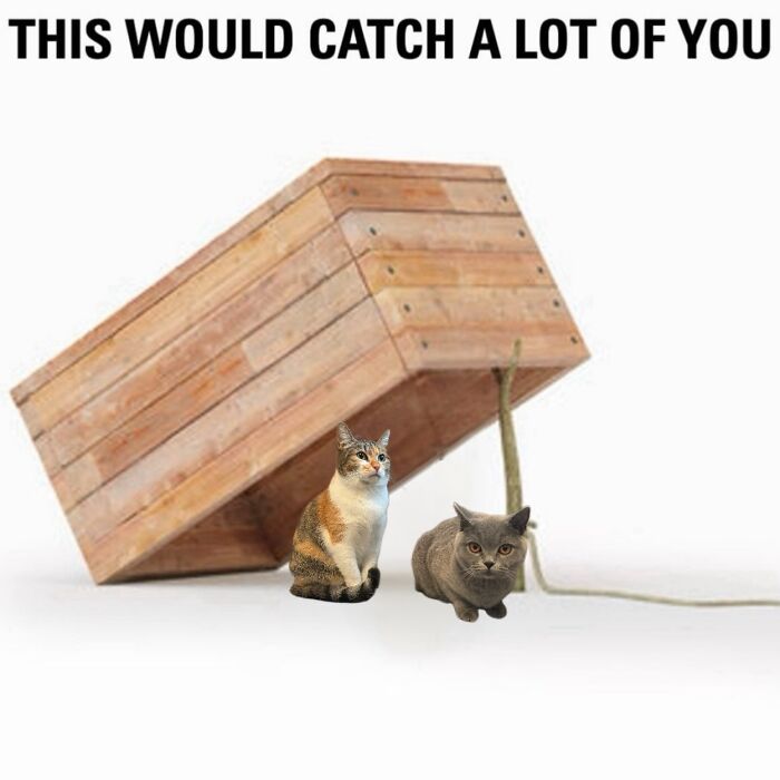 These 3 Cats Are Meme Legends and Here's Why You'll Love 'Em