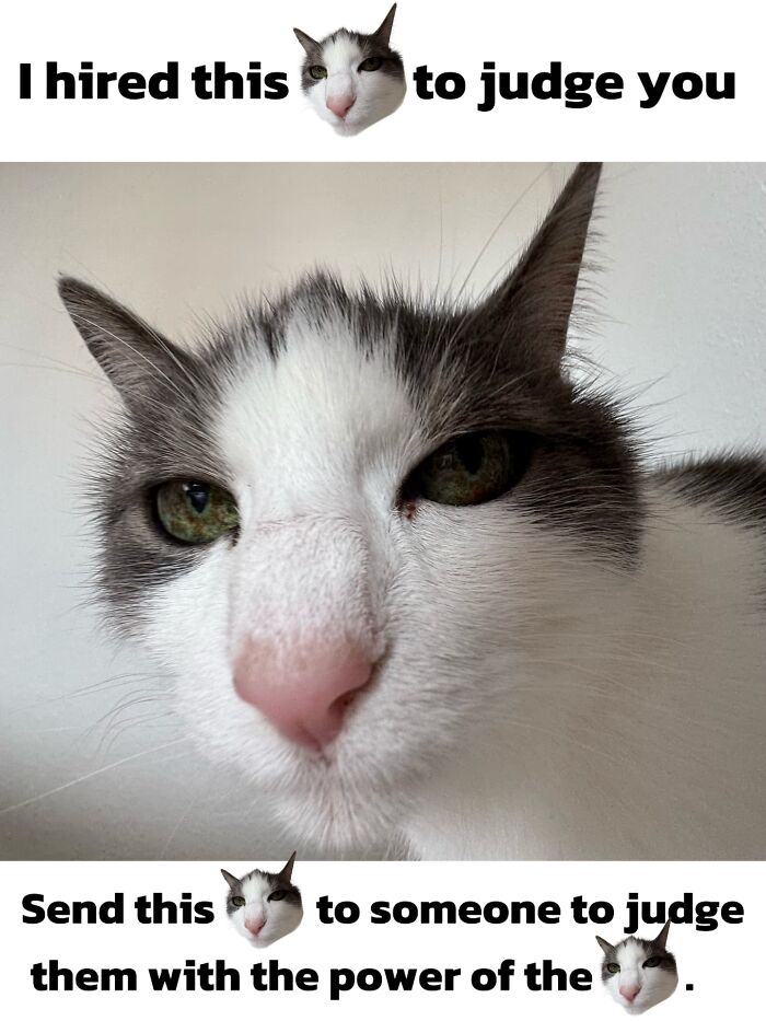These 3 Cats Are Meme Legends and Here's Why You'll Love 'Em