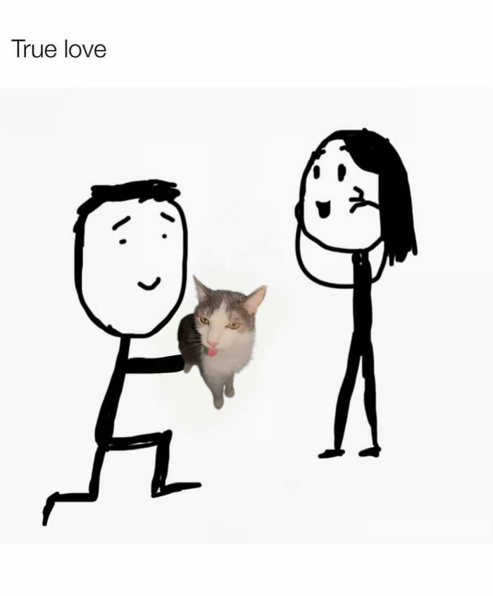 These 3 Cats Are Meme Legends and Here's Why You'll Love 'Em