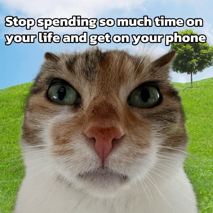 These 3 Cats Are Meme Legends and Here's Why You'll Love 'Em