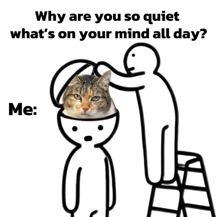 These 3 Cats Are Meme Legends and Here's Why You'll Love 'Em