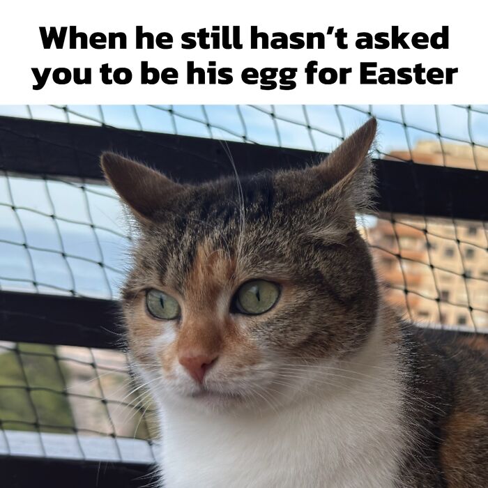 These 3 Cats Are Meme Legends and Here's Why You'll Love 'Em