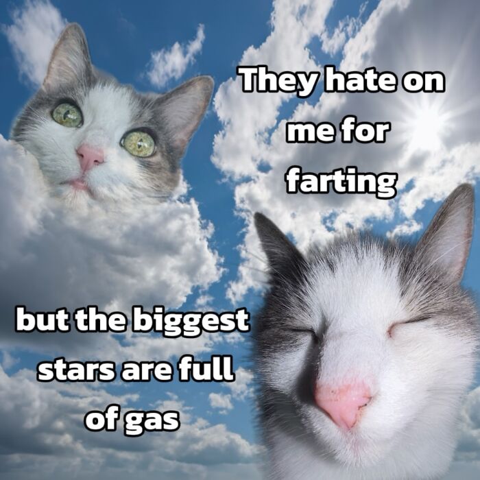 These 3 Cats Are Meme Legends and Here's Why You'll Love 'Em