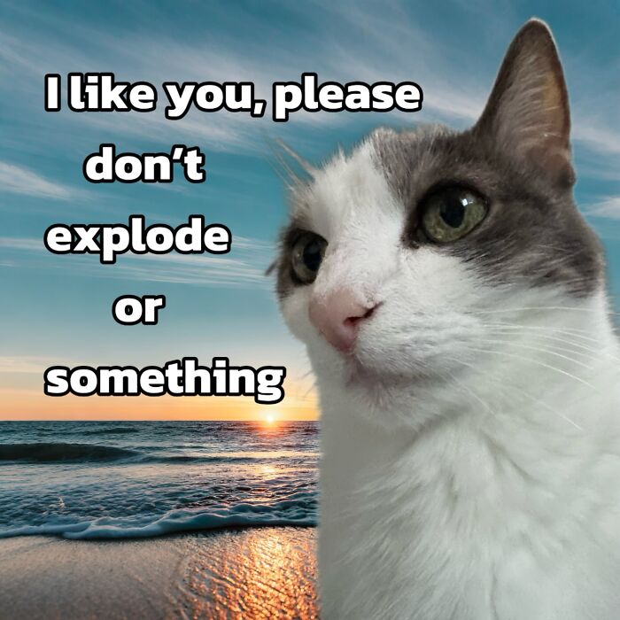 These 3 Cats Are Meme Legends and Here's Why You'll Love 'Em