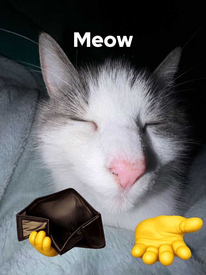 These 3 Cats Are Meme Legends and Here's Why You'll Love 'Em