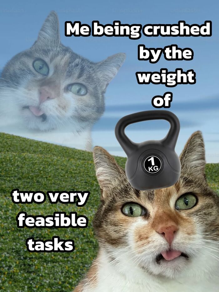 These 3 Cats Are Meme Legends and Here's Why You'll Love 'Em