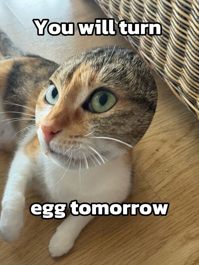 These 3 Cats Are Meme Legends and Here's Why You'll Love 'Em