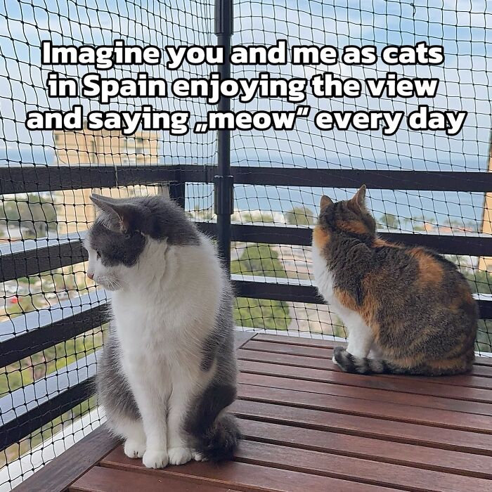 These 3 Cats Are Meme Legends and Here's Why You'll Love 'Em