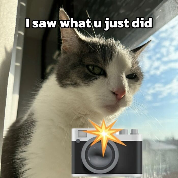 These 3 Cats Are Meme Legends and Here's Why You'll Love 'Em
