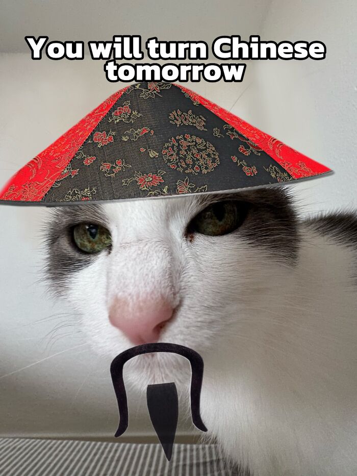 These 3 Cats Are Meme Legends and Here's Why You'll Love 'Em