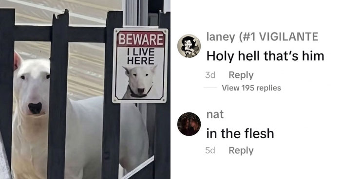 Wait, People Actually Said This in Internet Comments?!