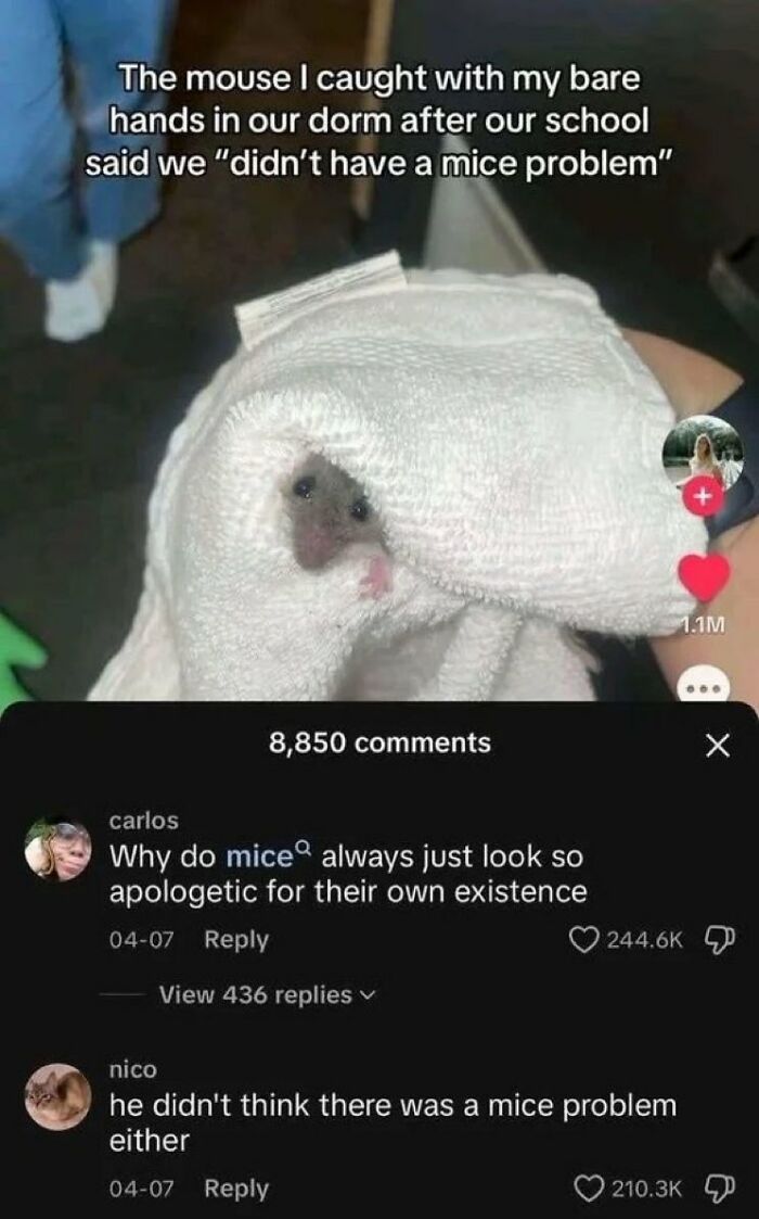 Wait, People Actually Said This in Internet Comments?!