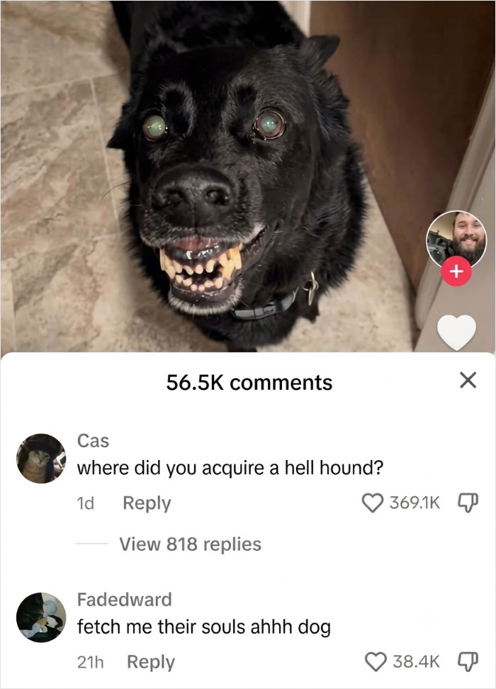 Wait, People Actually Said This in Internet Comments?!